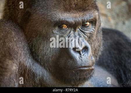 Western lowland gorilla. Bioparc , Valencia Zoo. Valencia. Comunidad Valenciana. Spain Stock Photo