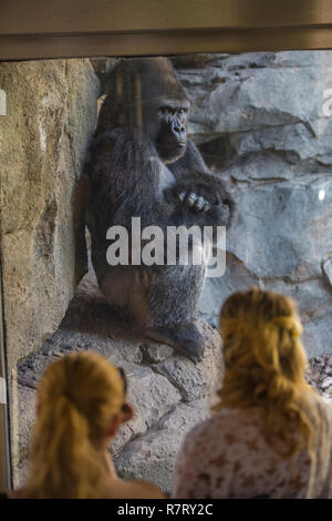 Western lowland gorilla. Bioparc , Valencia Zoo. Valencia. Comunidad Valenciana. Spain Stock Photo