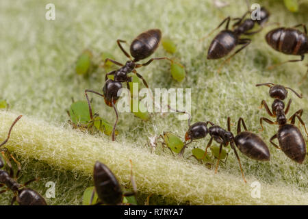 Technomyrmex ants tending green aphids on an apple tree, Albany, Western Australia Stock Photo