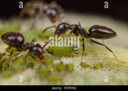 Technomyrmex ants tending green aphids on an apple tree, Albany, Western Australia Stock Photo