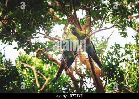 Couple of Slender-billed parakeet at Chiloe National Park - Chiloe Island, Chile Stock Photo