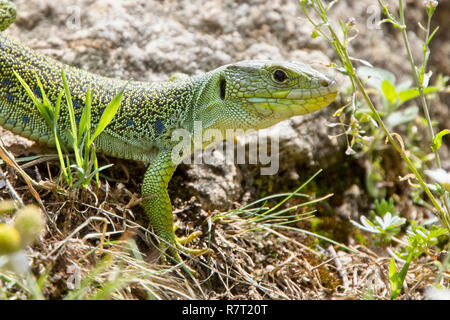 Ocellated Lizard (also known as Eyed Lizard or Jewelled Lizard, Timon lepidus) is IUCN Red Listed as near Theatened, Picos de Europa, Asturias, Spain. Stock Photo