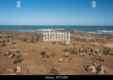 Cape fur seal colony in Namibia