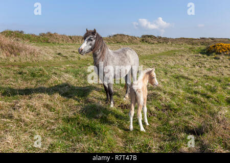 Pony (Equus ferus caballus) New born foal with mare Pembrokeshire coast, Wales UK Stock Photo