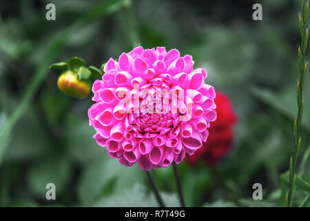 Pink Ken’s Choice Dahlia Flower Stock Photo - Alamy