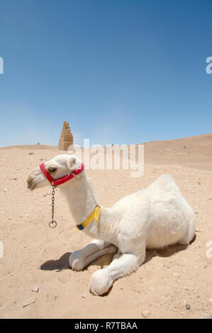 White Arabian Camel (Camelus dromedarius), young sitting on the sand, Tadmur, Palmyra District, Homs Governorate, Syria Stock Photo
