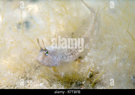 Tentacled blenny (Parablennius tentacularis), Black Sea, Crimea, Ukraine Stock Photo