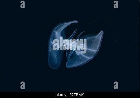 Warty Comb Jelly or Sea Walnut (Mnemiopsis leidyi), Crimea, Ukraine Stock Photo