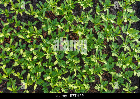 Overhead view of young marigold (tagetes) seedlings growing in spring. Stock Photo