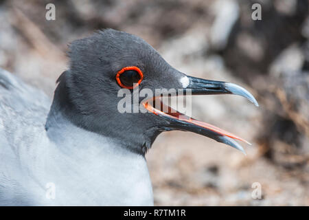 Swallow-tailed Gull (Larus furcatus syn Creagrus furcatus), South Plaza Island, Galápagos Islands, Ecuador Stock Photo
