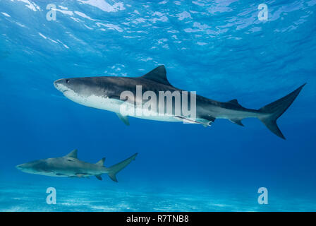 Tiger shark (Galeocerdo cuvier) and Lemon shark (Negaprion brevirostris) with Remoras (Echeneidae) swimming over a sandy bottom, Bahama Banks, Bahamas Stock Photo