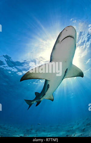 Lemon shark (Negaprion brevirostris) swimming in light-flooded blue water, Bahama Banks, Bahamas Stock Photo
