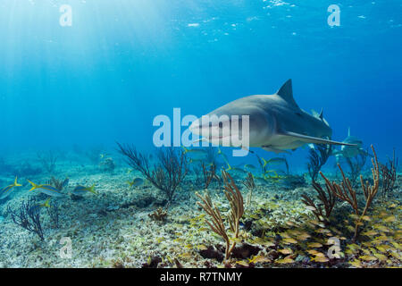 Lemon sharks (Negaprion brevirostris) swimming over a light-flooded coral reef, Bahama Banks, Bahamas Stock Photo