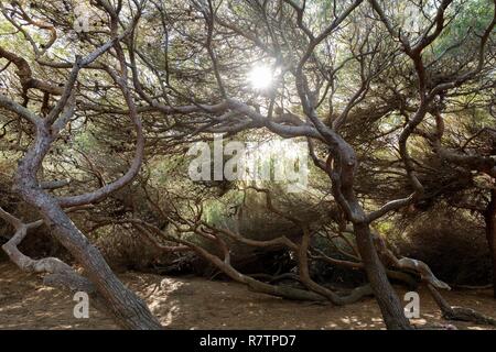 France, Var, Six Fours beaches, Archipel des Embiez, La Tour Fondue island Stock Photo