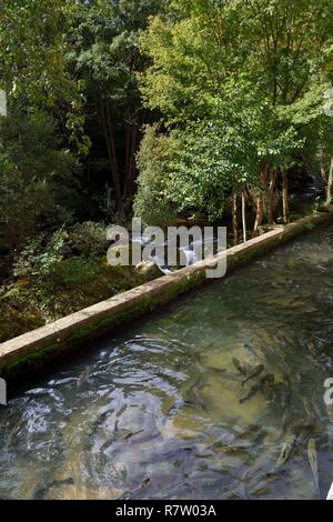 France, Pyrenees Atlantiques, Banca, trout farm Stock Photo - Alamy