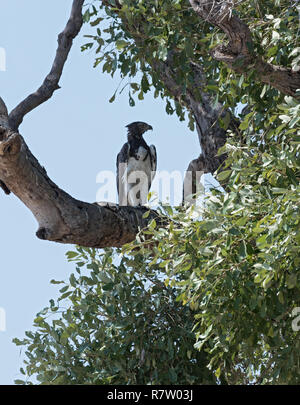 Martial Eagle sitting on a branch in Chobe National Park, Botswana Stock Photo