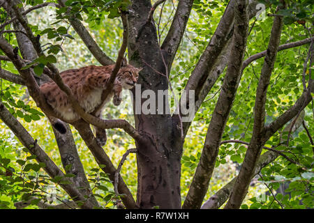 Sleepy Eurasian lynx (Lynx lynx) resting on branch in tree in forest Stock Photo