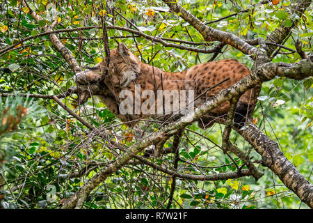 Eurasian lynx (Lynx lynx) sleeping on branch in tree canopy in forest Stock Photo