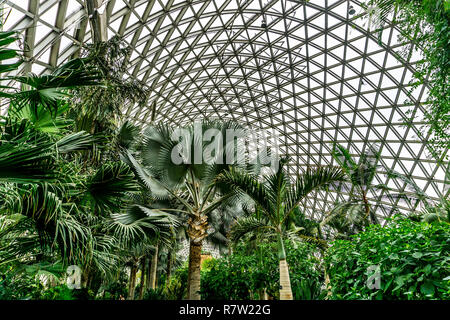 China Shanghai Botanical Garden Greenhouse Palm Trees Stock Photo