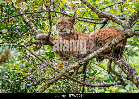 Sleepy Eurasian lynx (Lynx lynx) resting on branch in tree in forest Stock Photo