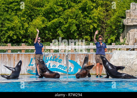 Four California sea lions (Zalophus californianus) performing with two female zookeepers at the French zoo ZooParc de Beauval, France Stock Photo