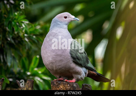 Green imperial pigeon (Ducula aenea) native to tropical forests in southern Asia Stock Photo