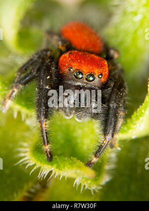 Phidippus jumping spider on plant leaf Stock Photo - Alamy