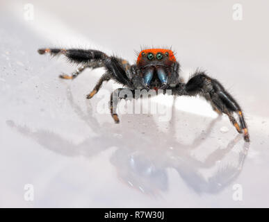 Comical image of a super cute, red and black Phidippus cardinalis, the Cardinal Jumping Spider, with his beautiful blue chelicerae exposed Stock Photo
