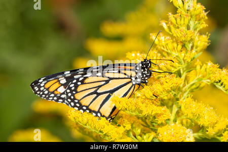 Monarch butterfly resting on a bright yellow Goldenrod flower