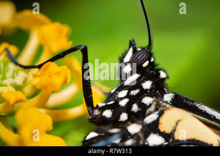 Closeup of a Monarch butterfly on a yellow Lantana flower, with focus on its spherical compound eye