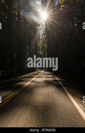 The sun passing between the branches of the trees in the Avenue of the Giants and iluminating the road, California, USA. Stock Photo