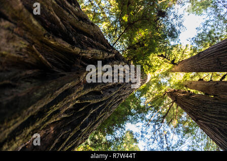 View from below of the detail of the rough bark of one of the towering trees of Redwood National Park, California, USA