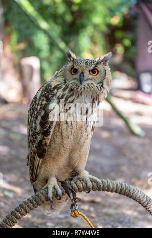 Detailed view of Horned owl, Indian eagle-owl, Bubo bengalensis... Stock Photo
