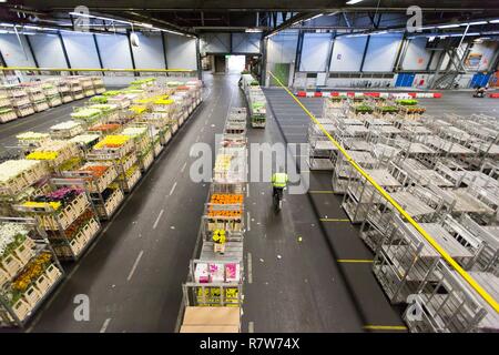 Netherlands Northern Holland Province Aalsmeer The Flower Stock Exchange Market Largest Wholesale Flower Market Of The World Bloemenveiling Stock Photo Alamy