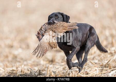 France, Bas Rhin, Labrador with a Common Pheasant (Phasianus colchicus), female Stock Photo