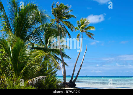 Blue lagoon on Rangiroa atoll. Stock Photo