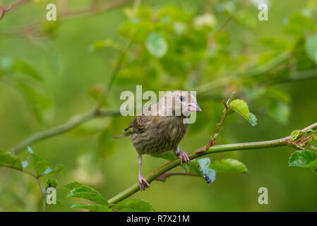 A Siskin (Carduelis Spinus) Perched in a Rose Bush Stock Photo
