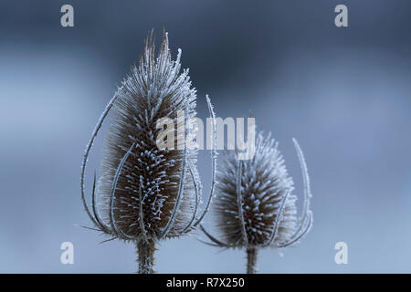 Dried Seedheads of Wild Teasel (Dipsacus Fullonum) are Covered in Frost on a Winter Morning at the Muir of Dinnet in the Cairngorms National Park. Stock Photo