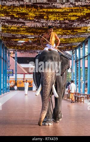 India, state of Kerala, Guruvayur, place of pilgrimage around Sri Krishna temple, one or more elephants come to the temple for morning and evening rituals Stock Photo