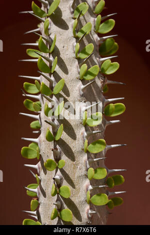 Alluaudia Procera sharp stem close up Stock Photo - Alamy