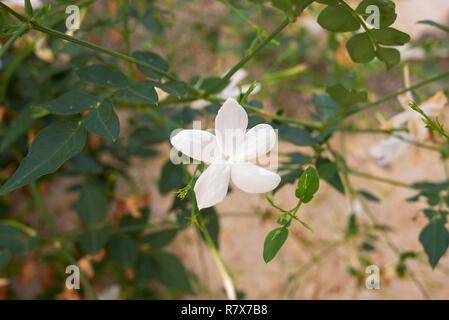 Jasminum grandiflorum in bloom Stock Photo