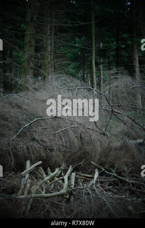 A fallen tree and dead branches in a forest Stock Photo