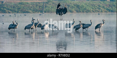 Common cranes (Grus grus) standing in the water. Stock Photo