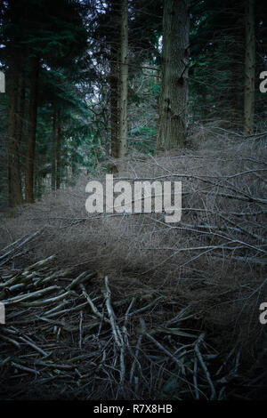 Fallen tree with dead branches in a plantation Stock Photo