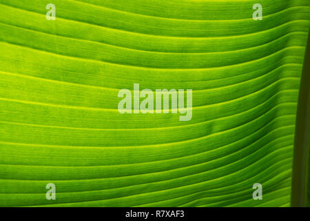 sunlight shinning behind, backlighting close up of green banana palm leaf to form nature textured background Stock Photo
