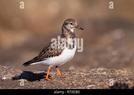 Beautiful detailed image of al sea bird - turn stones - in a a rocky seaside in the north of Portugal Stock Photo