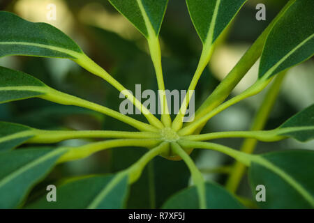 Money tree Pachira aquatica houseplant in front of a curtain with green optic macro leaf. Stock Photo