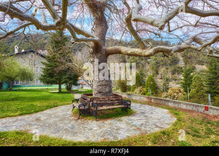 Seat in park next to large tree Stock Photo