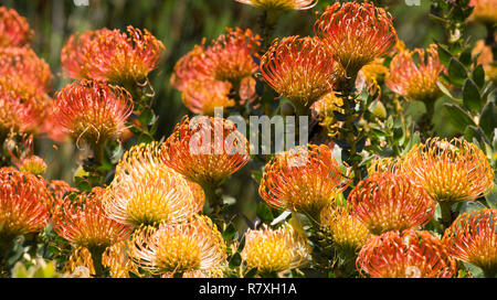 Abundant amount of Protea Flowers in the Botanical Garden of Kirstenbosch, Cape Town, South Africa Stock Photo