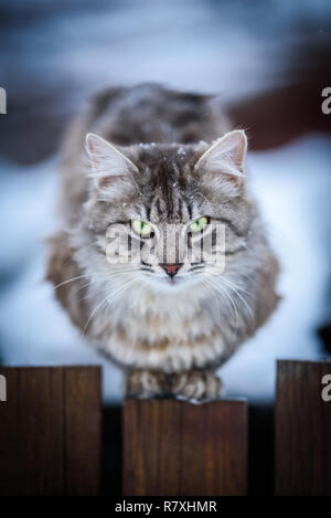 Oliver the winter cat Stock Photo